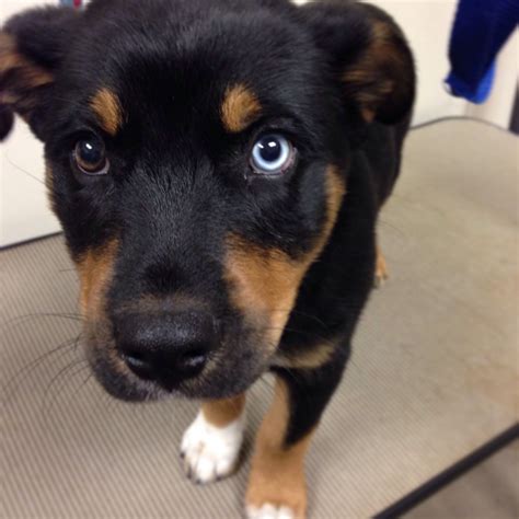 This isn't particularly tall for a big dog, but they are still bulky creatures. beautiful rottweiler/husky mix puppy | Rottweiler mix, Rottweiler funny, Rottweiler puppies