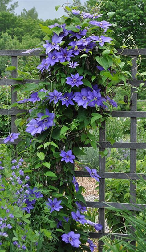 How To Plant A Clematis With A Trellis