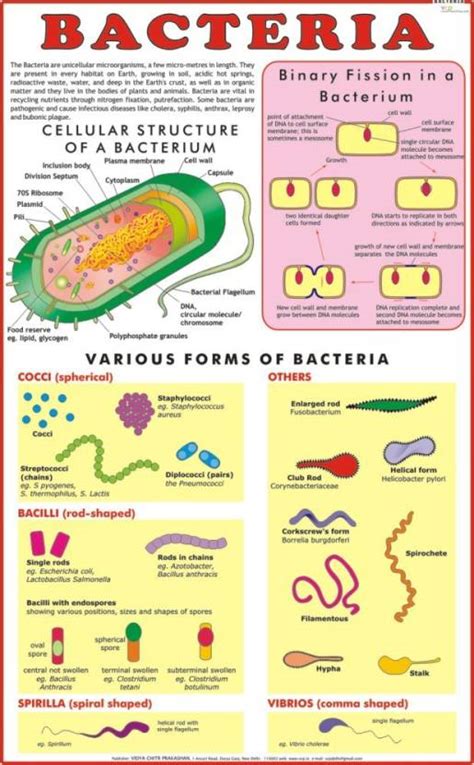 Bacteria Chart Paper Print Educational Posters In India Buy Art