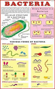 Bacteria Identification Flow Chart