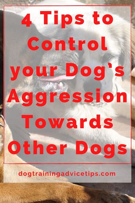 4 Tips To Control Your Dogs Aggression Towards Other Dogs Dog