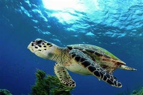 Hawksbill Sea Turtle Bonaire Caribbean Netherlands Antilles