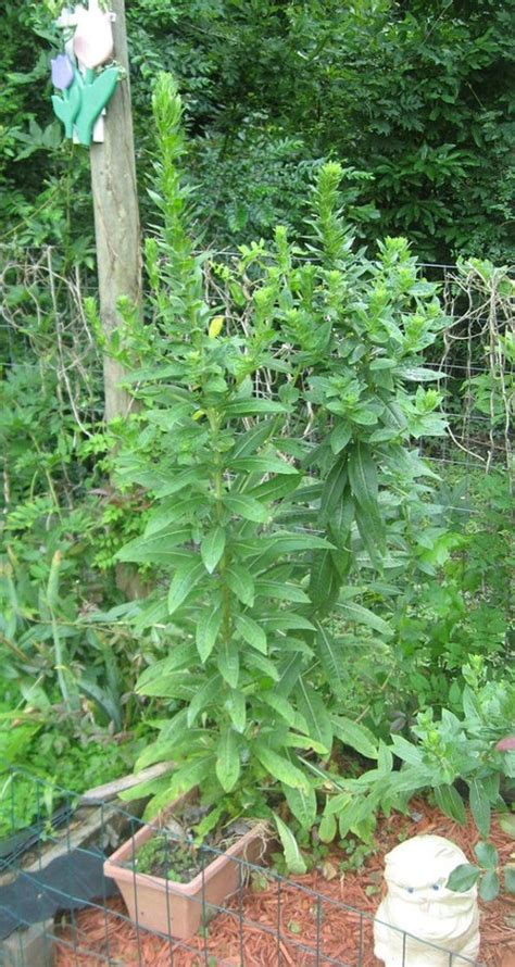 Plants with green and white striped foliage can add contrast to a sunny garden or brighten a shady area. Very tall plant with yellow flowers at top?