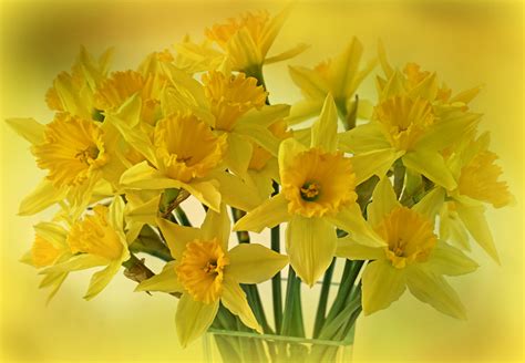 Free Images Nature Petal Bloom Yellow Flora Decorative
