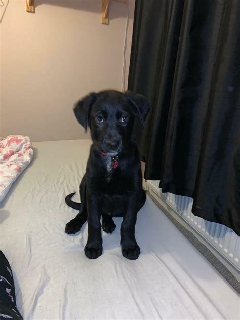 10 Week Old Puppy In Chandlers Ford Hampshire Gumtree