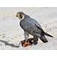 Peregrine Falcon  Celebrate Urban Birds