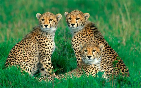 Animal Cheetah Hd Wallpaper