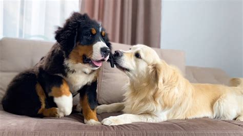 Golden Retriever And Bernese Mountain Dog Puppy Love To Play Together