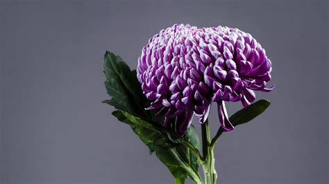 Download Wallpaper 1920x1080 Chrysanthemum Flower Vase Purple Full