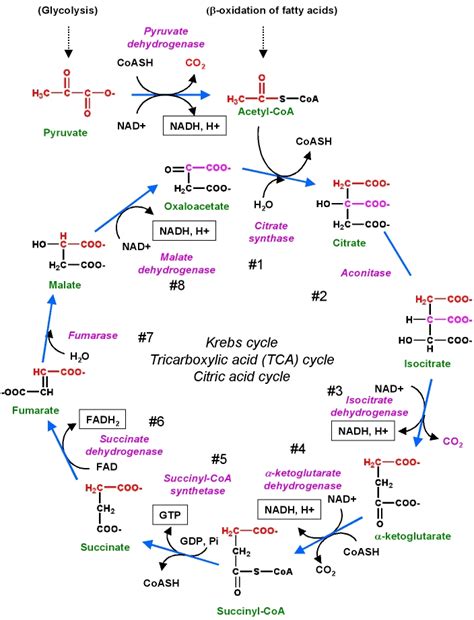 Ppt The Citric Acid Cycle Cac Krebs Cycle Tricarboxylic Acid Cycle