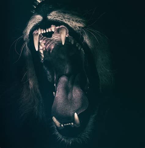 Hd Wallpaper Brown And Black Lion Art Teeth Roar Fear Angry