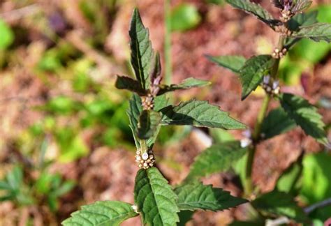 Wild Cherry Tree A Native American Necessity Eat The Planet