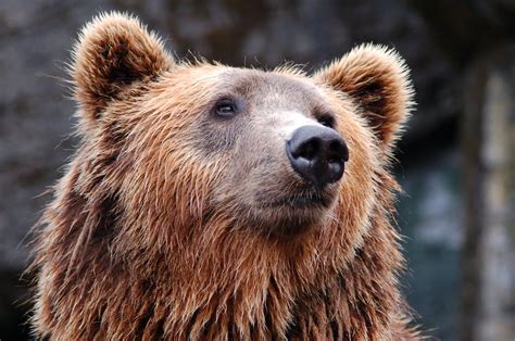 Brown Bear · Free Stock Photo