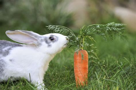 Do Rabbits Really Love Carrots Howstuffworks
