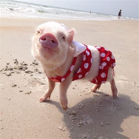 Meet Priscilla The Cutest Pig In The World