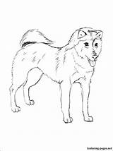 Shiba Inu Coloring Dog Akita Drawing Coloriage Imprimer Template Line Getcolorings Breed Puppy Printable sketch template