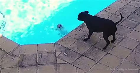 Brave Dog Does Everything To Save His Little Brother From Drowning