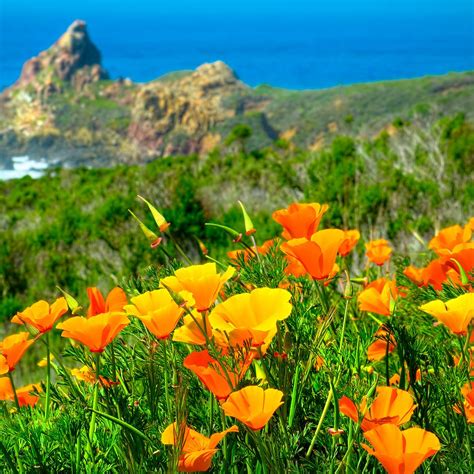 California Poppies Wildflowers | California wildflowers, Wild flowers, Wildflower seeds