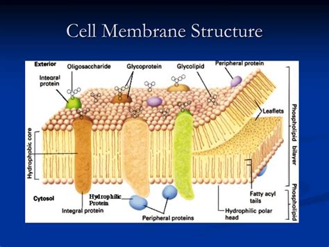 Cell Membrane Diagram Labeled Functions And Diagram