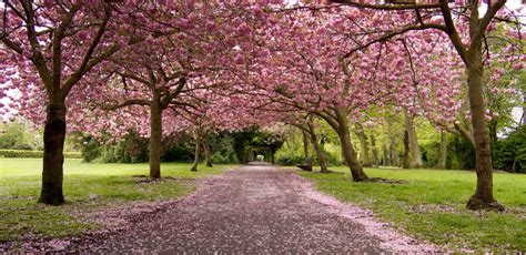 Top 10 Places To Enjoy Cherry Blossoms In Europe Talk Travel
