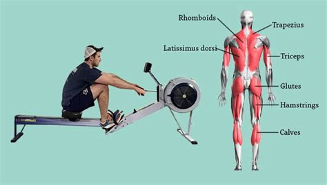 Rowing Machine Workout Muscle Groups