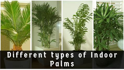 Best Indoor Palms Plants Beautiful Indoor Palms Low Maintenance