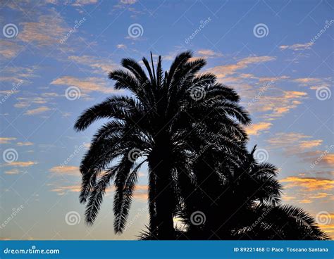 Palm Tree Backlit At Sunrise Stock Photo Image Of Natural Tropical