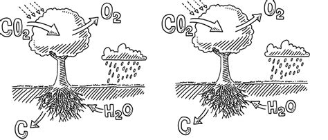 Ciclos Bioquímicos Ciclo Do Oxigênio Portal De Educação Do Instituto