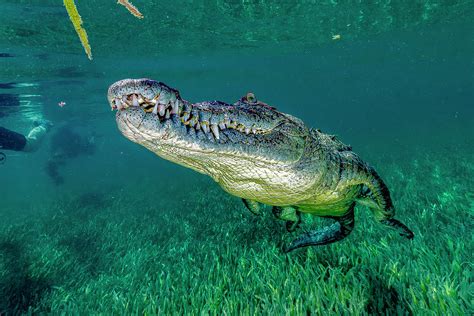 Saltwater Crocodile Of Cuba Photograph By Bruce Shafer Fine Art America