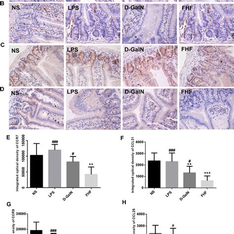 Intestinal Ccr7 Ccl21 Ccr9 And Ccl25 Protein Expression A C E And