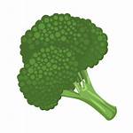 Broccoli Clipart Brocoli Desenho Brocolis Clip Transparent