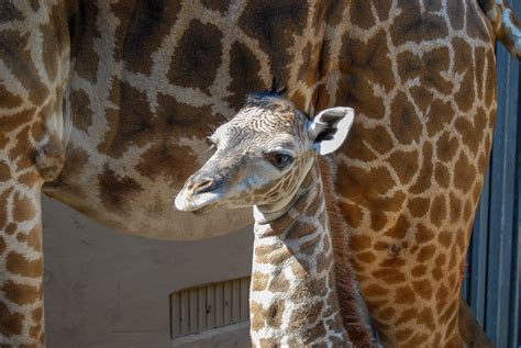 New Greenville Zoo Giraffe Is A Male May Access Public Exhibit
