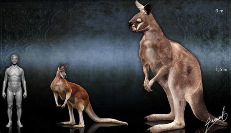 Giant Prehistoric Kangaroo Kangaroo Animals Of The World Extinction