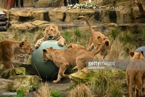 Happy Birthday Lion Photos And Premium High Res Pictures Getty Images