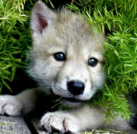 Pin By Color The World On Animal Pics For Class Baby Wolves Cute