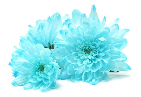 Blue Chrysanthemum Flower Stock Photo Image Of Daisy 55958130