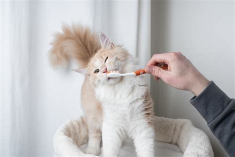 Common Dental Problems In Cats And How To Prevent Them Somerset Vets