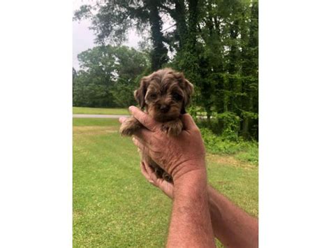 Komondors can be somewhat stubborn and independent. Beautiful Merle Cockapoo Puppies for rehoming in Mobile ...