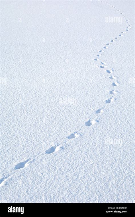Fox Footprints In Snow