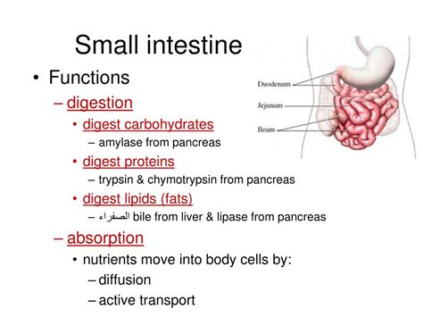 ppt digestive system powerpoint presentation free download id 2381640
