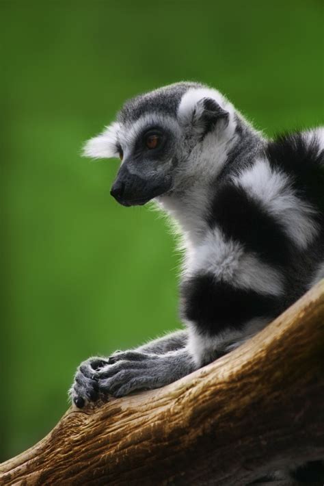 Lemur Lemur De Cola Anillada Kattalemurcatta Primates Marsupial