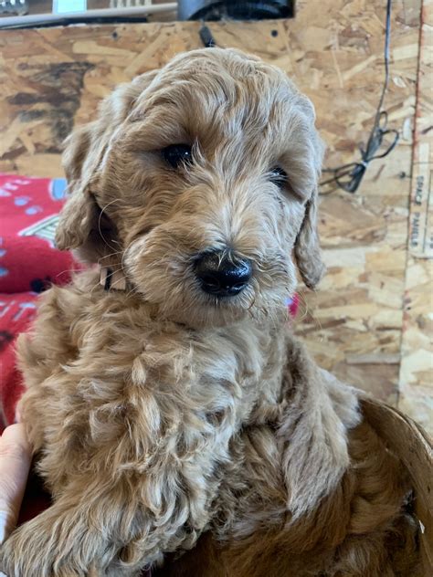 The goldendoodle is a designer dog, a hybrid dog breed resulting from breeding a poodle with a golden retriever.; Goldendoodle Puppies For Sale | Paxton, IL #322701