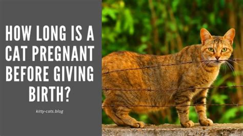How Long Is A Cat Pregnant Before Giving Birth Pregnant Cat Cat