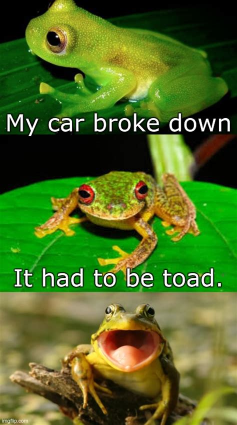 Funny Epic Meme Frog Dog Bread