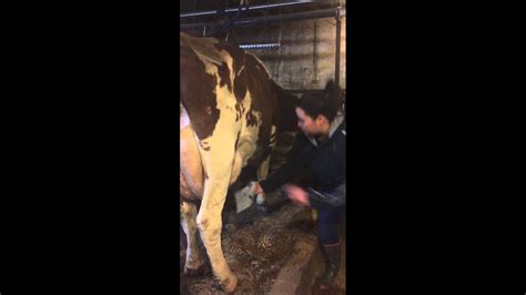 First Time Milking A Cow Youtube