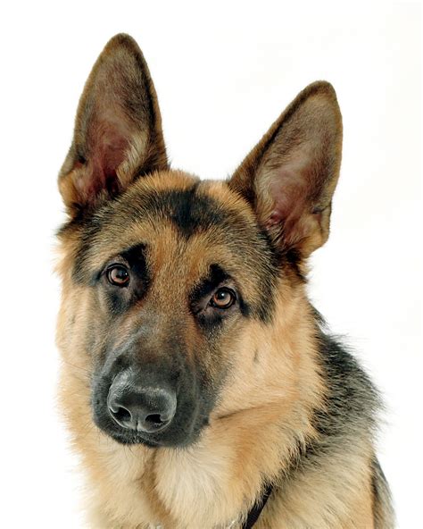 German Shepard Dogs Everything You Need To Know Perropet