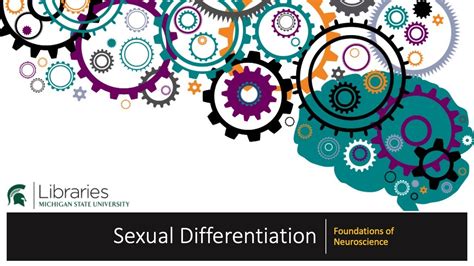 Chapter 32 Sexual Differentiation Youtube