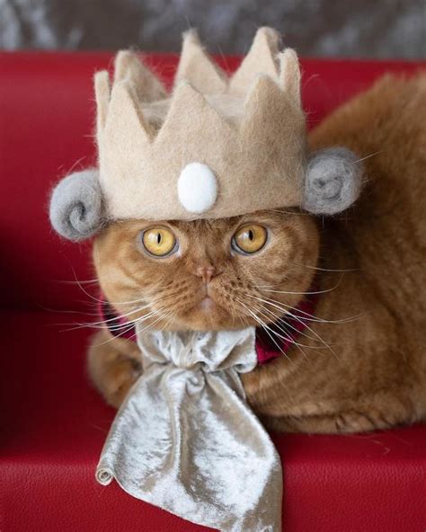 21 Photographs Of Cats Wearing Hats Made Out Of Their Shed Fur
