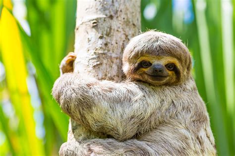 Sloth Mighty Earth