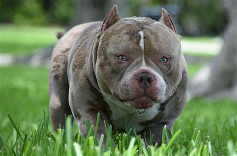 Tri colored pit bulls tho rare have become very popular in the last few years. CHAMPAGNE (LILAC) & TRI POCKET AMERICAN BULLY PUPPIES